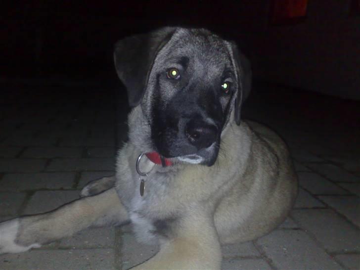 Kangal süslü billede 6