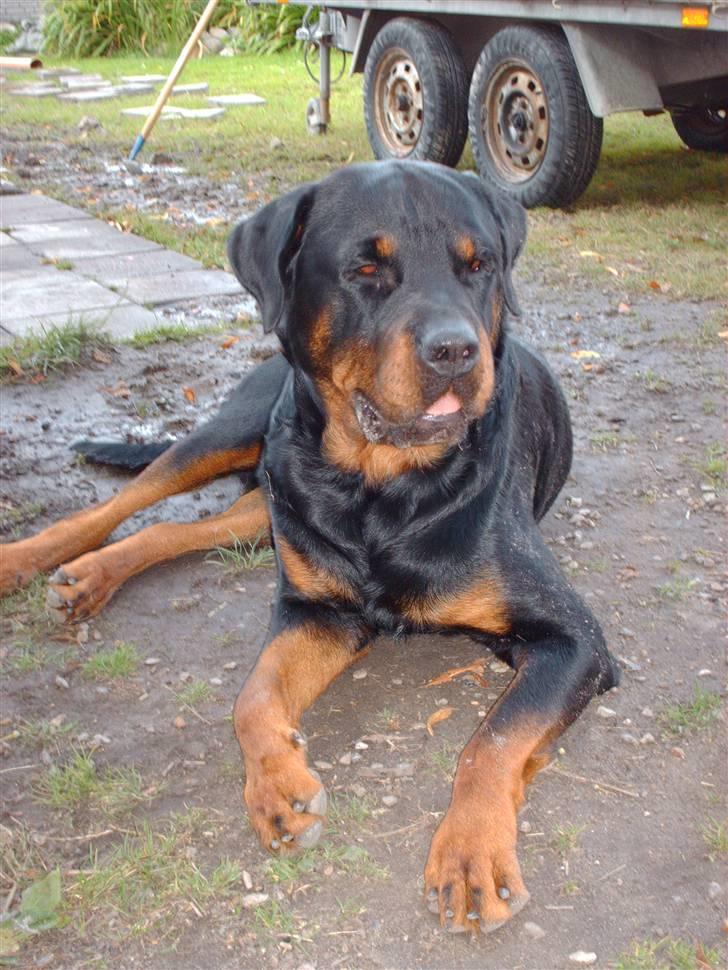 Rottweiler Thais - Ligger lige og slapper a billede 9