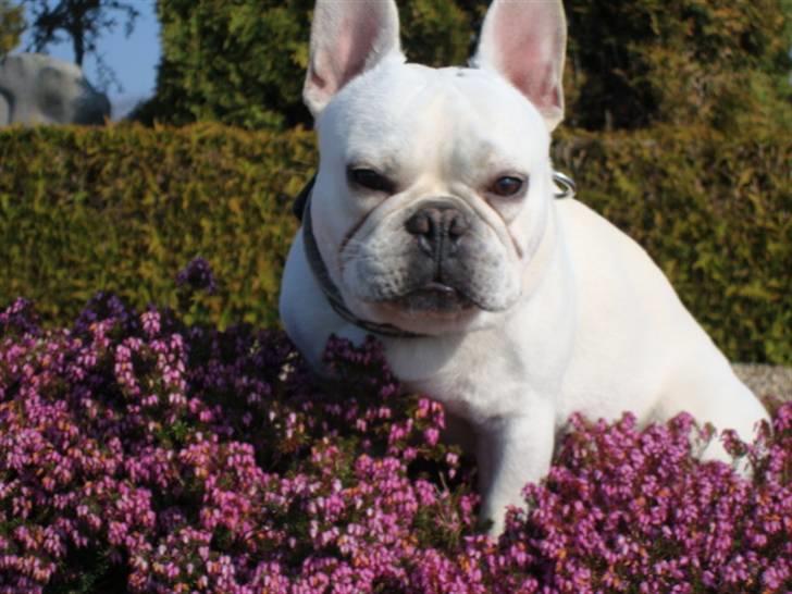 Fransk bulldog BoB billede 12
