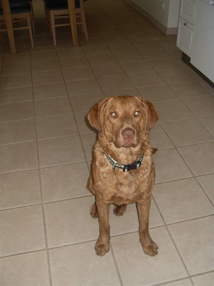 Chesapeake bay retriever Archibald - Archibald lige ankommet 8 mdr gammel billede 1