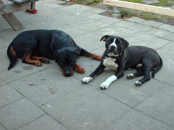 Rottweiler Thais - Vi er trætte, min ven Tarzan og jeg billede 10