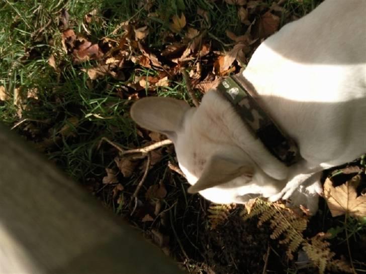 Fransk bulldog BoB billede 13