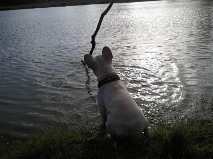 Fransk bulldog BoB - Den pin vil jeg gerne have fat i, meeen vil ikke ud i vandet. billede 14