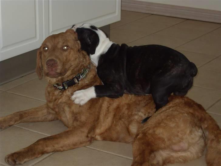 Chesapeake bay retriever Archibald - Ja Ja fætter P-Uffe du tror nok at du er den seje men bare vent... billede 2