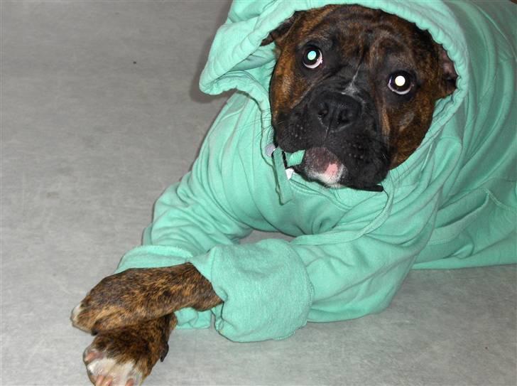 Blanding af racer Tiger billede 11