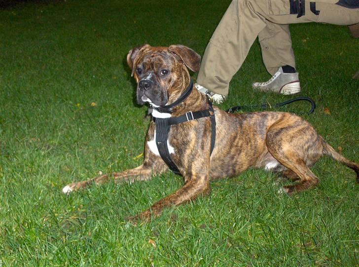 Blanding af racer Tiger billede 12