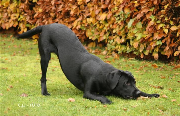Labrador retriever Albert billede 11