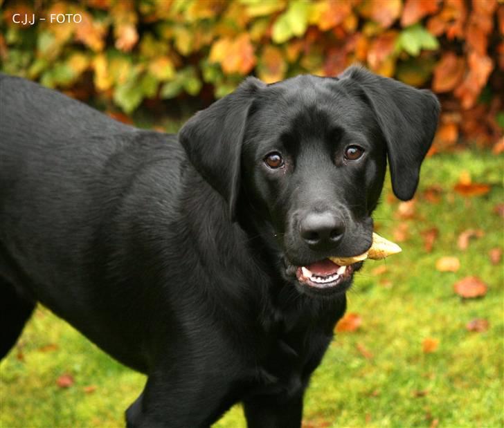 Labrador retriever Albert billede 12