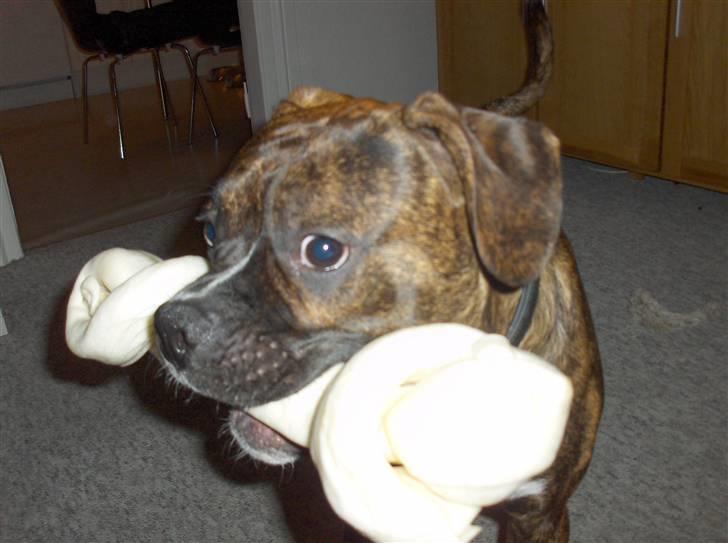 Blanding af racer Tiger billede 13