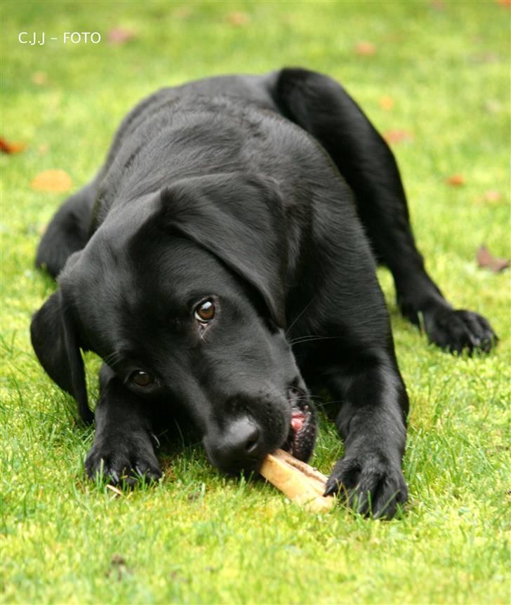 Labrador retriever Albert billede 13