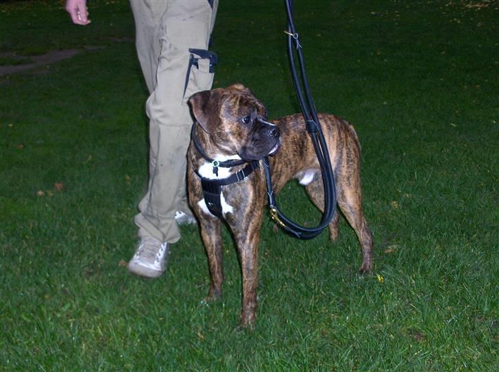 Blanding af racer Tiger billede 14