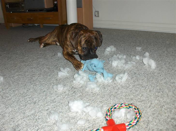 Blanding af racer Tiger billede 15