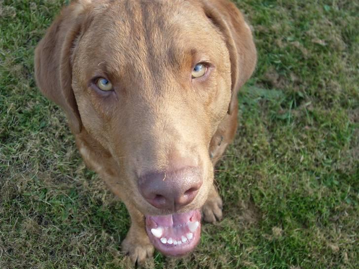 Chesapeake bay retriever Archibald - Kom jeg med på billedet hva??? billede 3