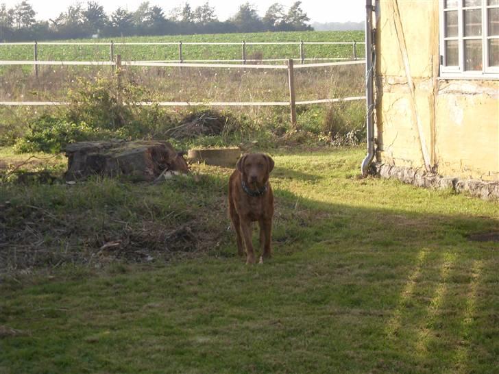Chesapeake bay retriever Archibald billede 4