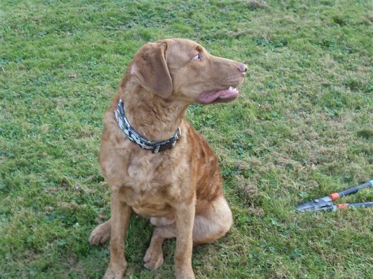 Chesapeake bay retriever Archibald - Hvad!!!!! billede 5