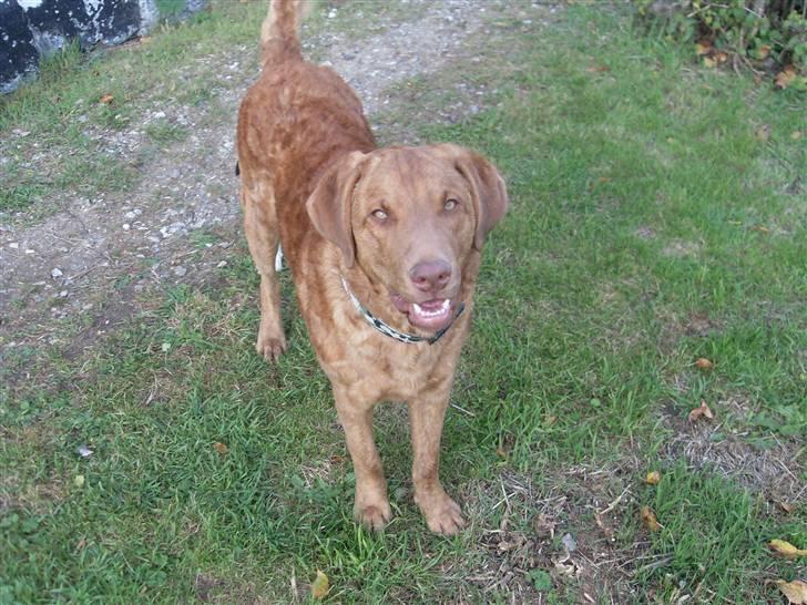 Chesapeake bay retriever Archibald billede 6