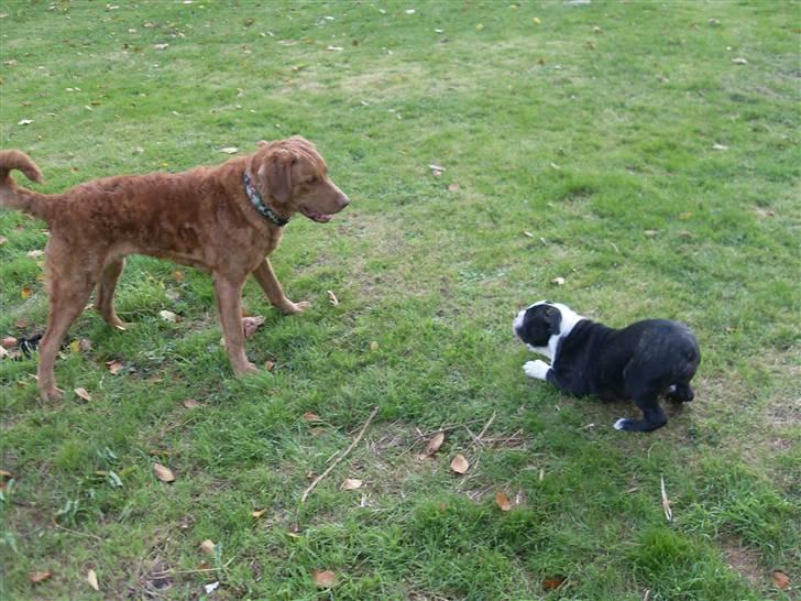 Chesapeake bay retriever Archibald - Kom bare an Uffe billede 7