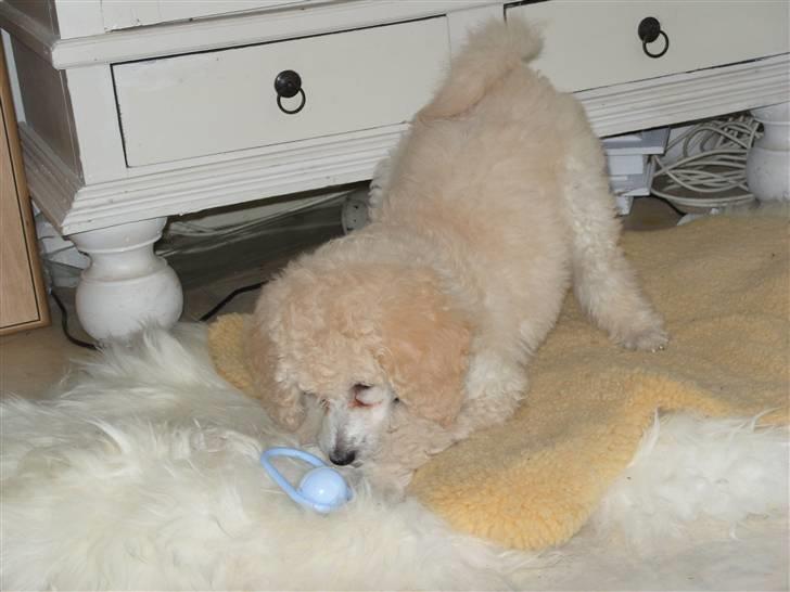 Storpuddel Khan - ha jeg har ranglen  billede 7