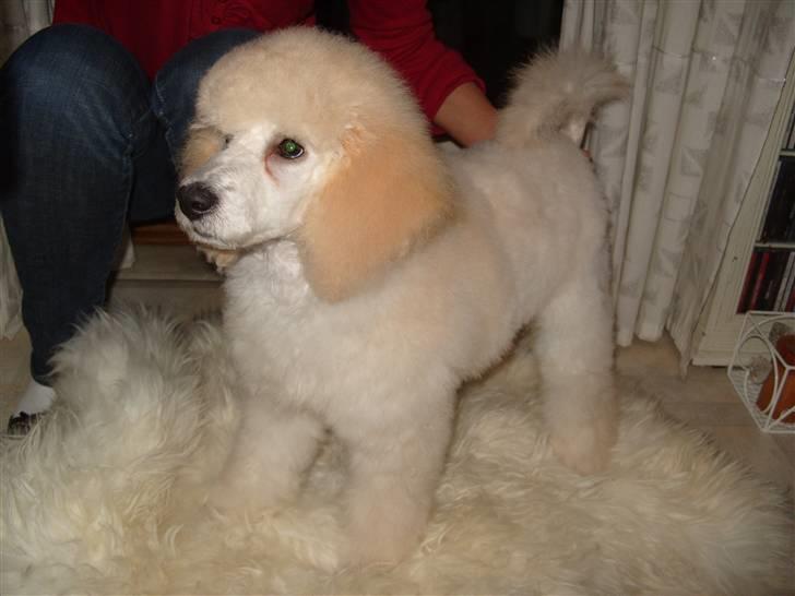 Storpuddel Khan - jeg elsker når jeg er blevet klippet billede 8