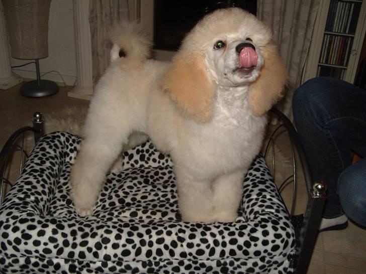 Storpuddel Khan - Khan12 uger billede 9