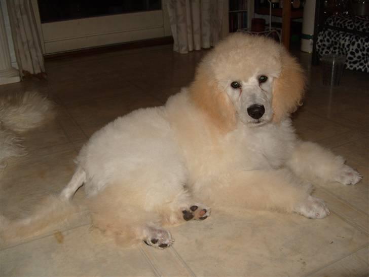 Storpuddel Khan billede 10