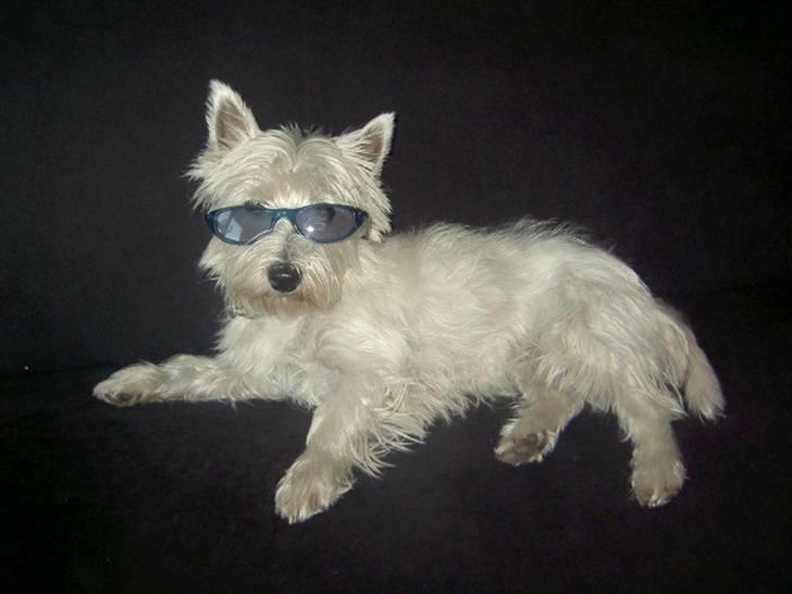 West highland white terrier yasmin billede 4