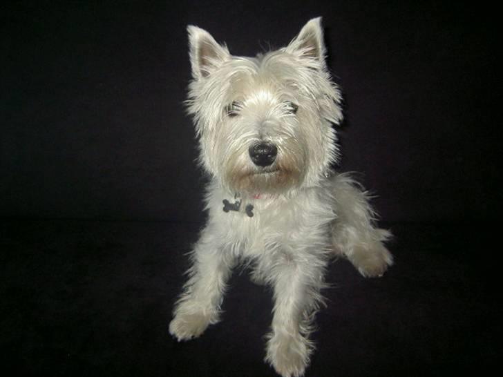 West highland white terrier yasmin billede 5