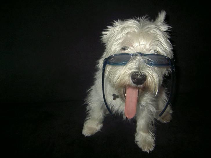 West highland white terrier yasmin billede 6