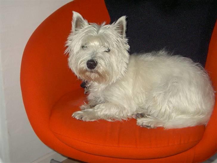West highland white terrier yasmin billede 7
