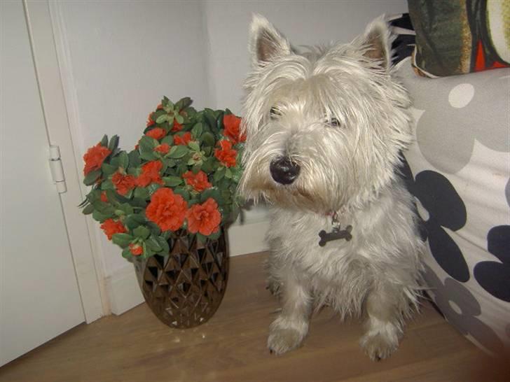West highland white terrier yasmin billede 8