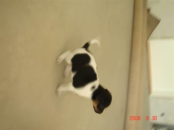 Dansk svensk gaardhund krivk slogt - kivk der leger der han var 3-4 ugen billede 1