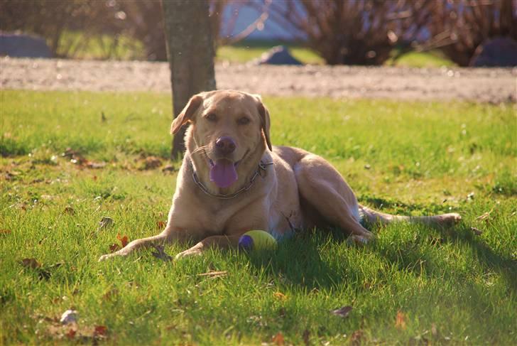 Blanding af racer Molly - Søde Molly i Stines have d. 24/4-10 billede 17