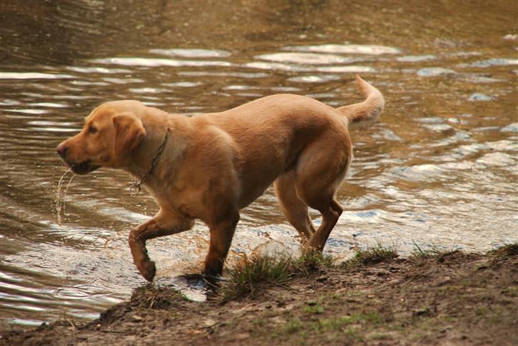 Blanding af racer Molly - Molly i søen i hundeskoven, d. 24/4-10 billede 18