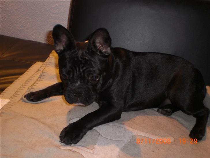 Fransk bulldog Eya billede 19
