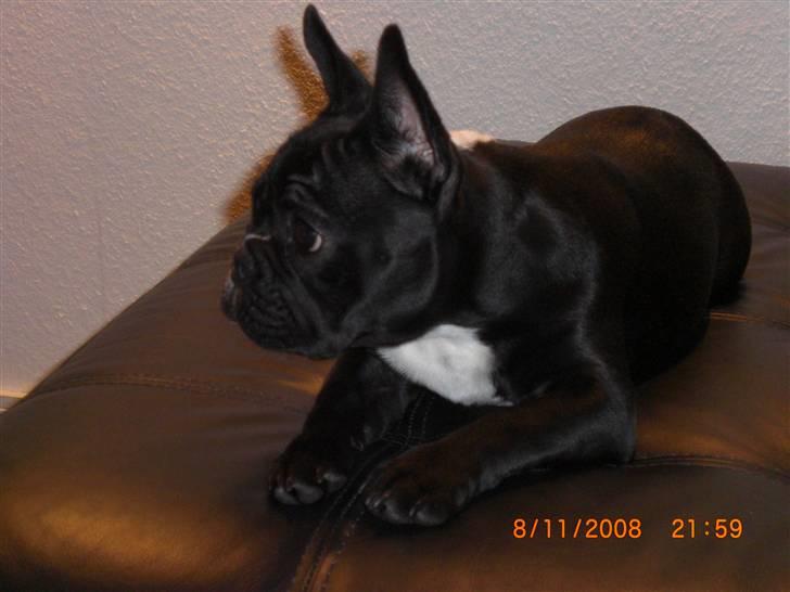 Fransk bulldog Eya billede 20