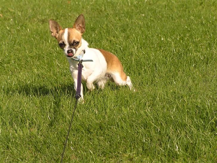 Chihuahua  Twixi - Er lidt sur over at gå i snor i det våde græs... billede 17