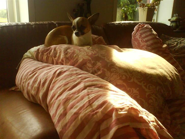 Chihuahua  Twixi - Hvem sagde prinsessen på ærten...?! billede 18