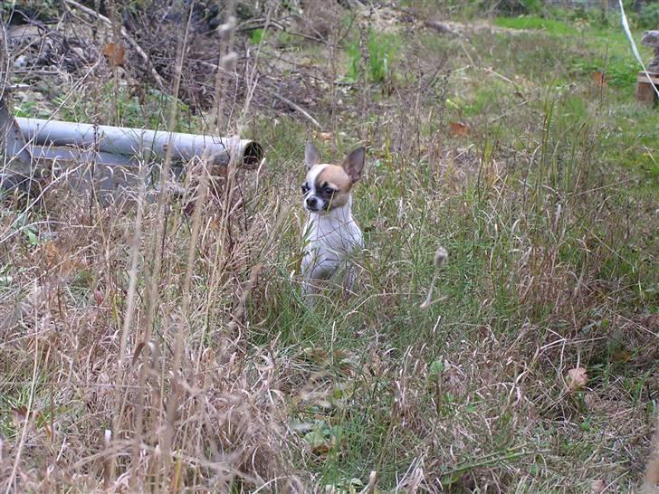 Chihuahua  Twixi - Man kan nemt blive væk i det høje græs... Okt. 08. billede 19