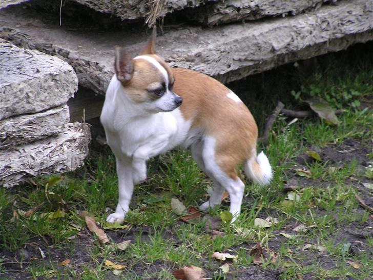 Chihuahua  Twixi - Uha, der er koldt sådan en november morgen... 08. billede 20