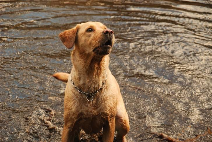 Blanding af racer Molly - Molly i søen i hundeskoven, d. 24/4-10 billede 19