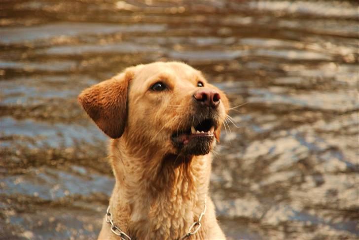 Blanding af racer Molly - Molly i søen i hundeskoven, d. 24/4-10 billede 20