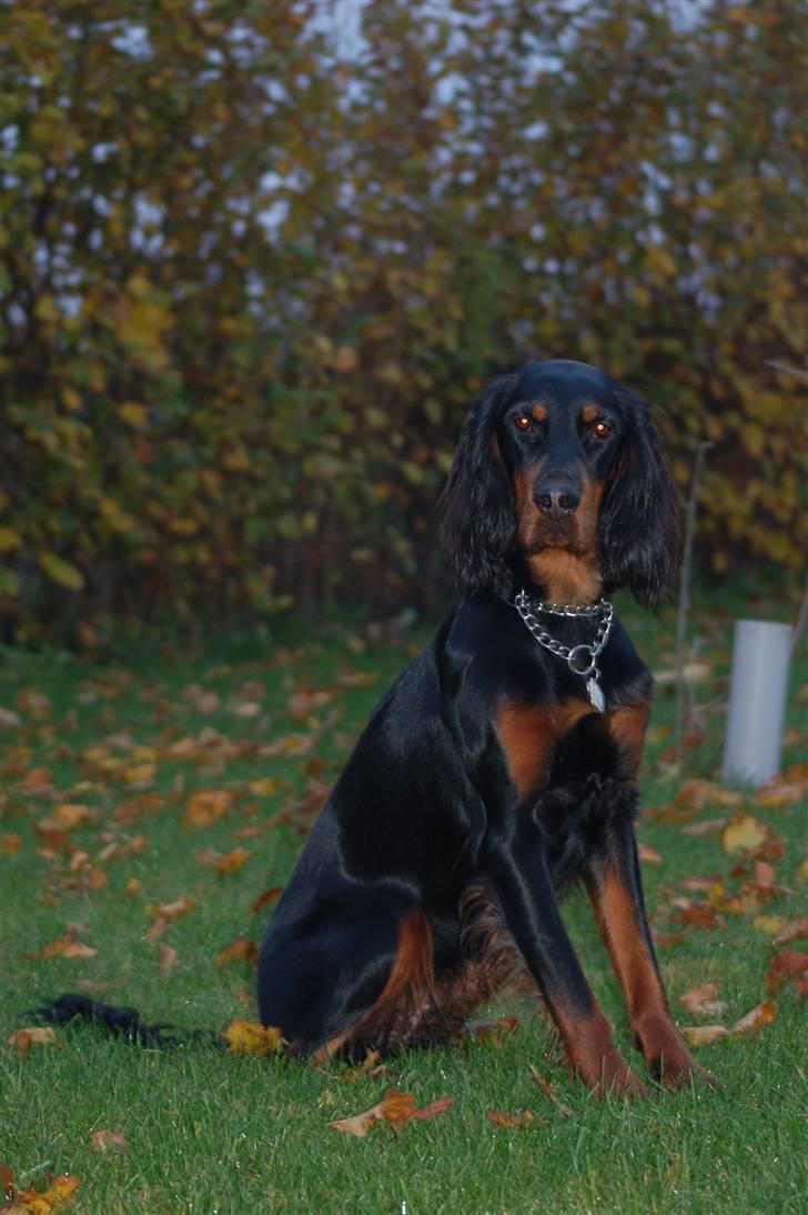 Gordon setter Wøkk´s A.Lajka billede 18