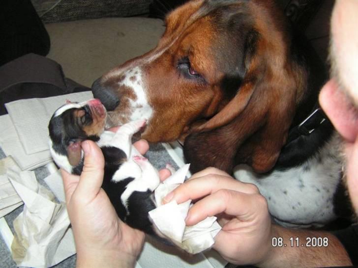Basset hound Ludvig - Er jeg virkelig far til den der .....ups  billede 18