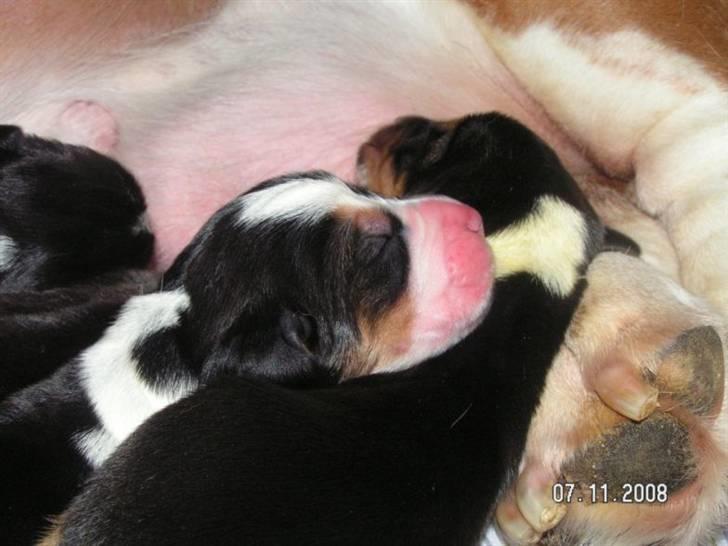Basset hound Ludvig - Ludvig`s hvalpe født d 6-11-2008 billede 19