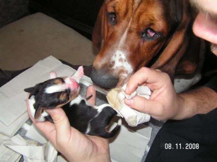 Basset hound Ludvig - Ludvig`s hvalp fra 6-11-2008  billede 20