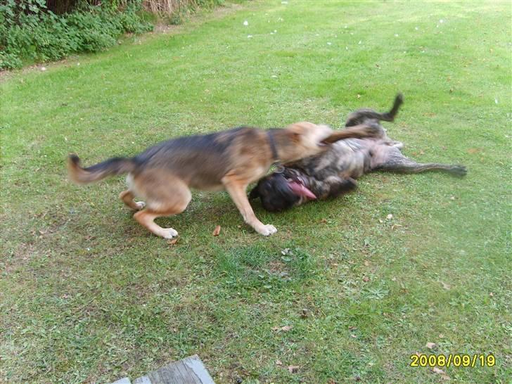 Boerboel Anasha Zanto - Her leger zanto med sin nabo hund - som er en helt alm. familie hund  billede 13