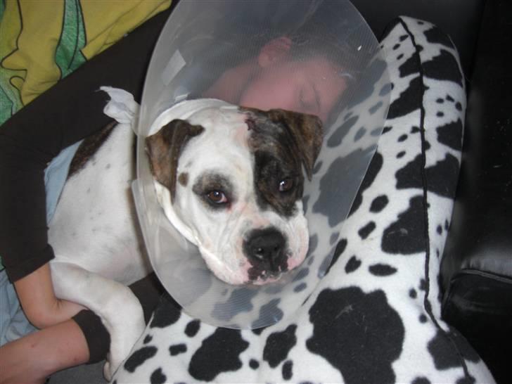 Amerikansk bulldog Izzy Aka. Koldbøtten ;) - 11. Taget d. 7/11-09 billede 11