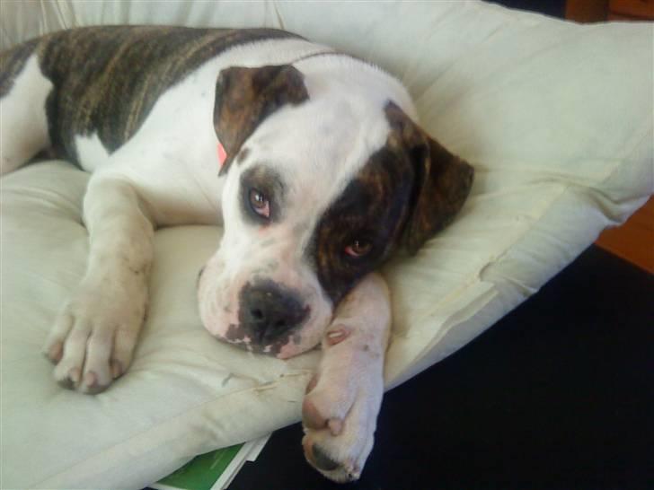 Amerikansk bulldog Izzy Aka. Koldbøtten ;) - 12.  billede 12