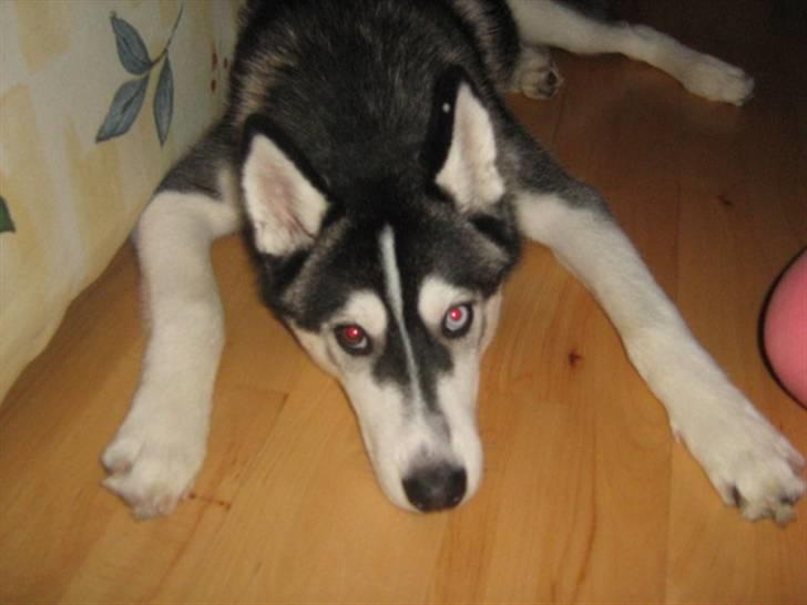 Siberian husky Zico billede 3