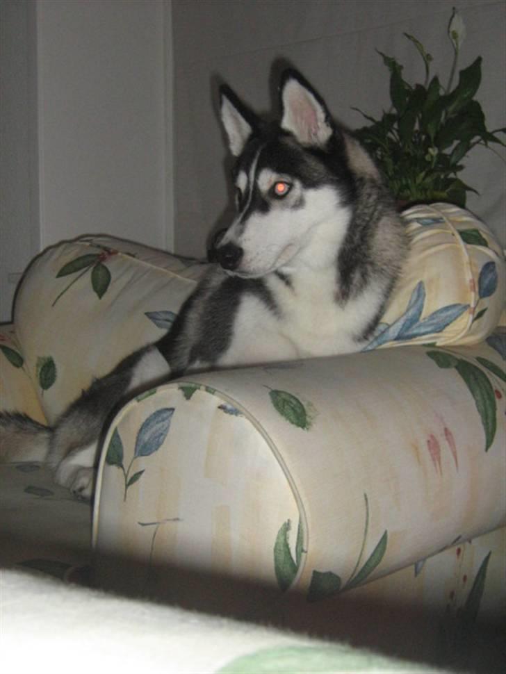 Siberian husky Zico billede 4